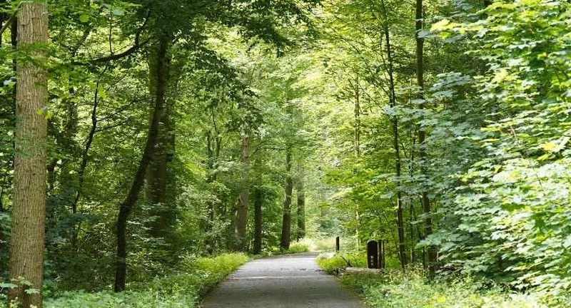 Het groene Amstelveen - bos, bloesem en buitenlucht