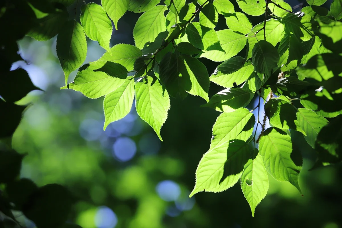 Project Ambiance Image